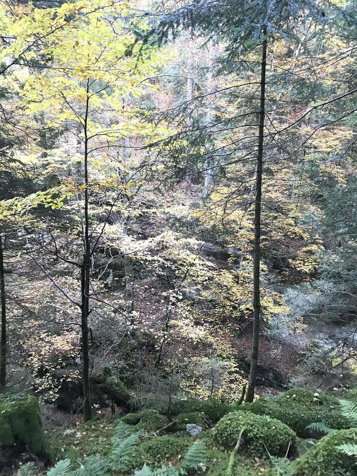 Sous-bois et parois de la gorge de la Poëta-Raisse en automne.